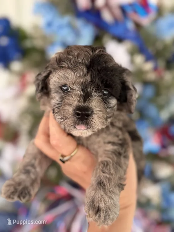 Buck  – Cockapoo puppy for sale in Glasgow, KY