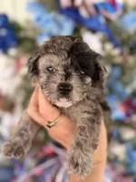 Buck , a male Cockapoo for sale in Glasgow, KY – 1 of 4