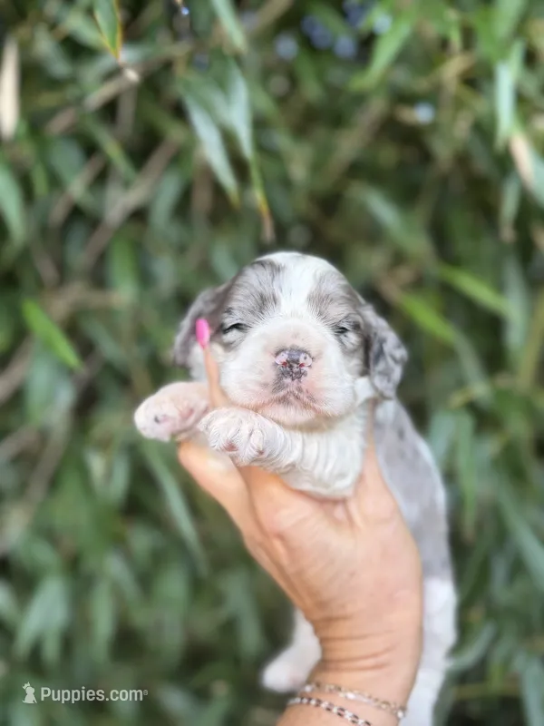 Zelda – Cocker Spaniel puppy for sale in Glasgow, KY