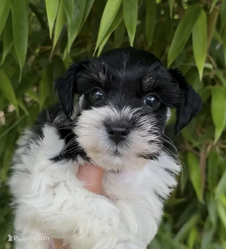 Thomas Franklin  – Miniature Schnauzer puppy for sale in Glasgow, KY