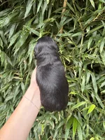 James , a male Shih Tzu for sale in Glasgow, KY – 2 of 2