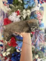 Trish , a female Miniature Schnauzer for sale in Glasgow, KY – 4 of 4