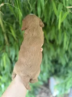 Ruby, a female Cavapoo for sale in Glasgow, KY – 2 of 2