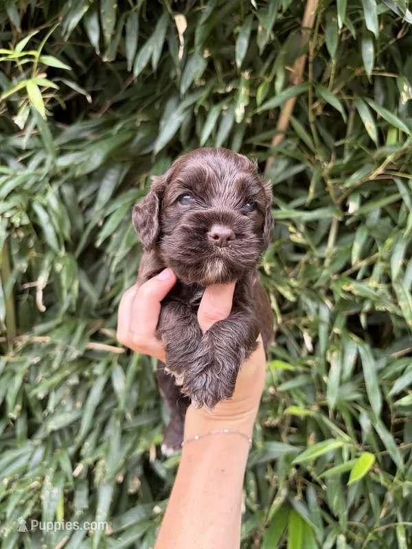 Hershey  – Cocker Spaniel puppy for sale in Glasgow, KY