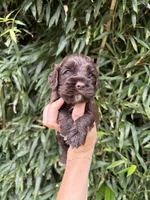 Hershey , a female Cocker Spaniel for sale in Glasgow, KY – 1 of 2