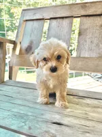 Tinker Bell , a female Morkie for sale in Glasgow, KY – 2 of 6