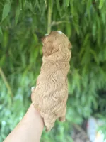 Ruth, a female Cavapoo for sale in Glasgow, KY – 2 of 2