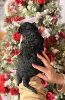 processed/32be32c6-ef81-4a75-a218-20e253044f49/listing/ad991312-8dc4-46ea-8154-f6eddeb14c6a/585dc277-79ae-4118-aa5a-058f9c1e4c4c