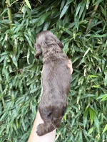 Twizzler, a female Cocker Spaniel for sale in Glasgow, KY – 3 of 4