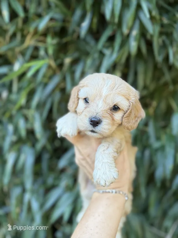 Maggie  – Cavachon puppy for sale in Glasgow, KY