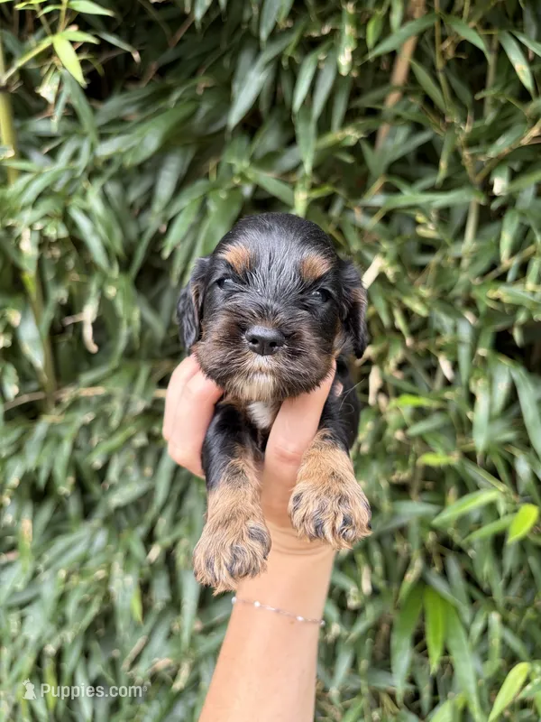 Nut – Cocker Spaniel puppy for sale in Glasgow, KY