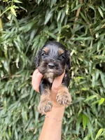Nut, a female Cocker Spaniel for sale in Glasgow, KY – 1 of 2