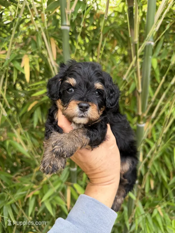 Milo  – Aussiedoodle puppy for sale in Glasgow, KY