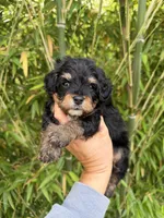 Milo , a male Aussiedoodle for sale in Glasgow, KY – 1 of 4
