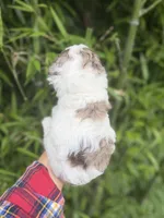 Timmy, a male Cockapoo for sale in Glasgow, KY – 2 of 5