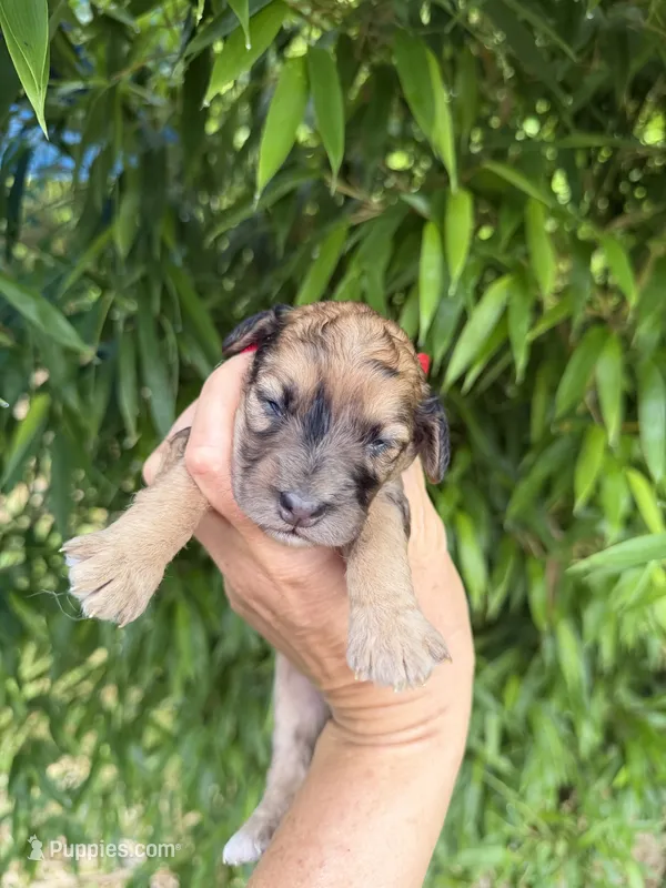 Velma  – Cockapoo puppy for sale in Glasgow, KY