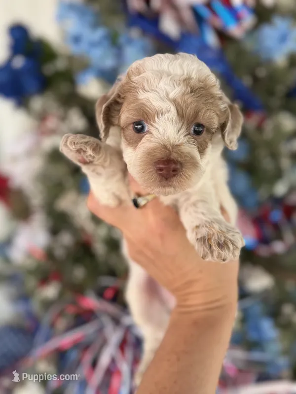 Bandit  – Cockapoo puppy for sale in Glasgow, KY