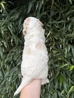 Sam , a male Goldendoodle for sale in Glasgow, KY – 2 of 2