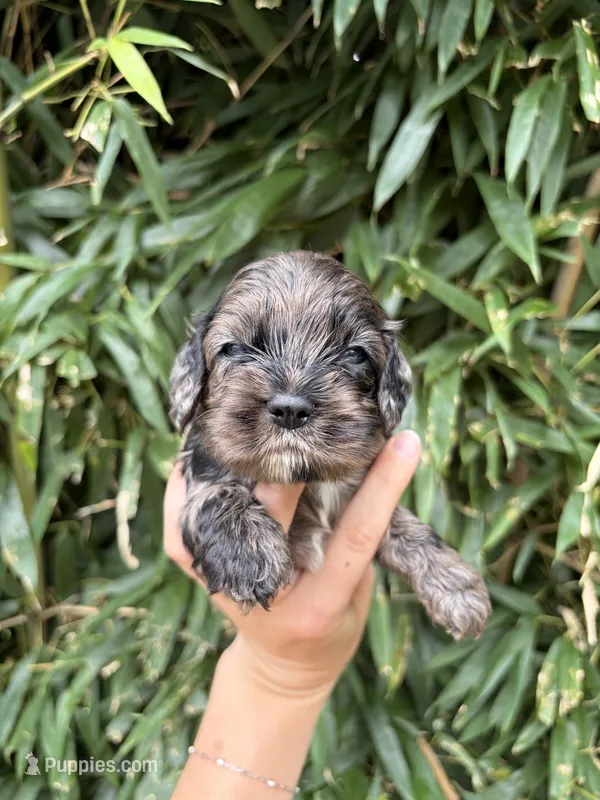 Licorice  – Cocker Spaniel puppy for sale in Glasgow, KY