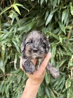 Licorice , a male Cocker Spaniel for sale in Glasgow, KY – 1 of 2