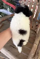 Patrick , a male Pomapoo for sale in Glasgow, KY – 2 of 2