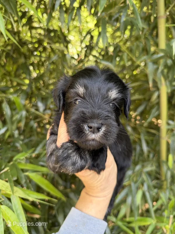 Zena May  – Miniature Schnauzer puppy for sale in Glasgow, KY