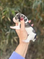 Rose, a female Miniature Schnauzer for sale in Glasgow, KY – Photo 2 of 4