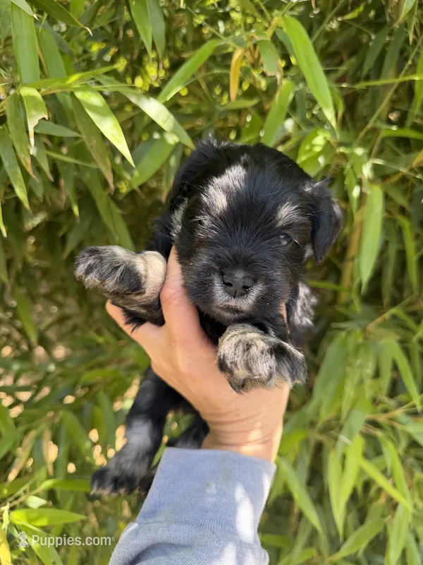Helen Marie  – Miniature Schnauzer puppy for sale in Glasgow, KY