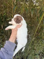 Helen , a female Shihpoo for sale in Glasgow, KY – Photo 2 of 4