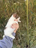 Helen , a female Shihpoo for sale in Glasgow, KY – Photo 4 of 4
