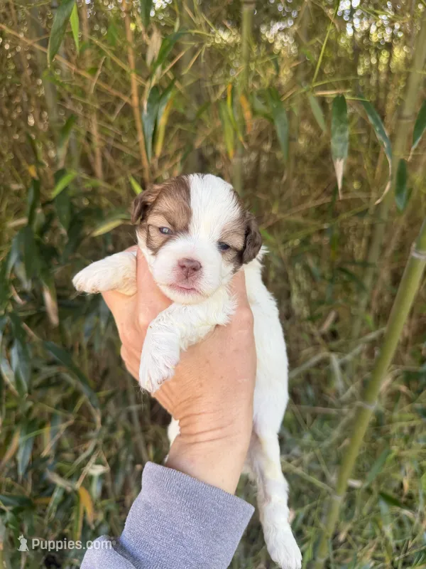 Helen  – Shihpoo puppy for sale in Glasgow, KY