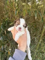Helen , a female Shihpoo for sale in Glasgow, KY – Photo 1 of 4