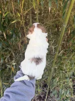 Helen , a female Shihpoo for sale in Glasgow, KY – Photo 3 of 4