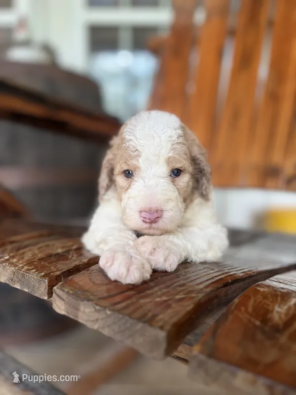 Festus  – Aussiedoodle puppy for sale in Glasgow, KY