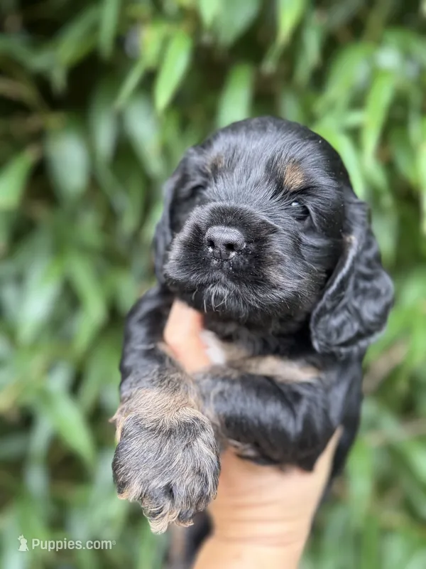 Lane  – Cocker Spaniel puppy for sale in Glasgow, KY