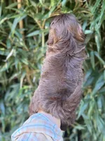 Bernie , a male Shih Tzu for sale in Glasgow, KY – 4 of 4