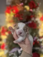 Pearl, a female Cavachon for sale in Glasgow, KY – Photo 1 of 2