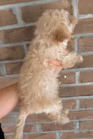 Tinker Bell , a female Morkie for sale in Glasgow, KY – 6 of 6