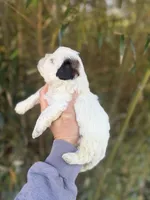 Thomas , a male Shihpoo for sale in Glasgow, KY – Photo 2 of 4