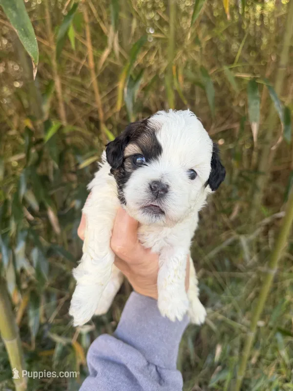 Thomas  – Shihpoo puppy for sale in Glasgow, KY