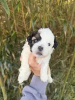 Thomas , a male Shihpoo for sale in Glasgow, KY – Photo 1 of 4