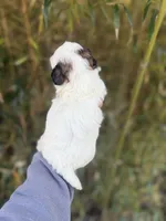 Thomas , a male Shihpoo for sale in Glasgow, KY – Photo 4 of 4