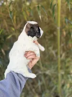 Thomas , a male Shihpoo for sale in Glasgow, KY – Photo 3 of 4