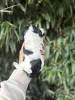 Paul, a male Cocker Spaniel for sale in Glasgow, KY – 2 of 4