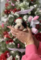 Snoopy, a male Cocker Spaniel for sale in Glasgow, KY – Photo 1 of 2