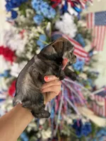 Maddie’s Daffy  , a female Miniature Schnauzer for sale in Glasgow, KY – 3 of 4