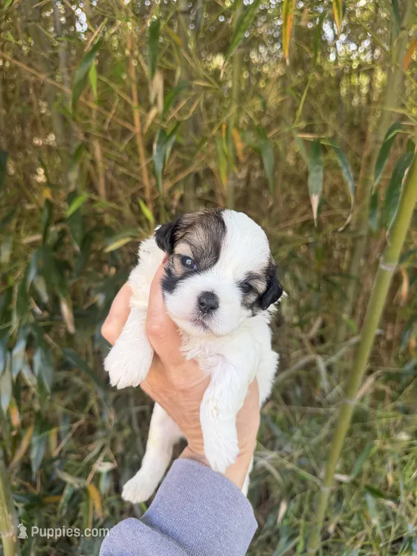 Zena – Shihpoo puppy for sale in Glasgow, KY