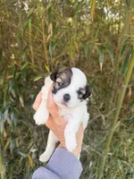 Zena, a female Shihpoo for sale in Glasgow, KY – Photo 1 of 4