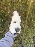 Zena, a female Shihpoo for sale in Glasgow, KY – Photo 3 of 4