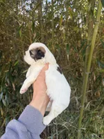 Zena, a female Shihpoo for sale in Glasgow, KY – Photo 4 of 4